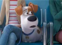 将卖萌与搞笑进行到底《爱宠大机密2》明年开启欢乐新番