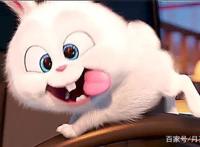 《爱宠大机密》：治愈系动画，你的宠物在想什么？