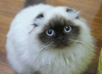 《宝贝老板》第二季中会学婴儿哭的猫咪原来真的存在，大家知道吗