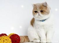 《宝贝老板》第二季中会学婴儿哭的猫咪原来真的存在，大家知道吗