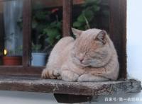 《宝贝老板》第二季中会学婴儿哭的猫咪原来真的存在，大家知道吗