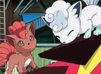 精灵宝可梦：阿罗拉形态神奇宝贝，与普通相比，果然都营养丰富