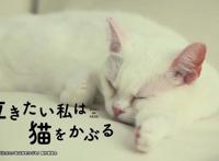 超可爱！《想哭的我戴上了猫的面具》推出真猫版宣传片