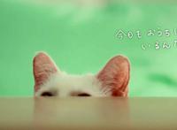 超可爱！《想哭的我戴上了猫的面具》推出真猫版宣传片