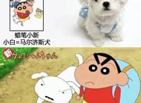 儿时动漫中狗狗的原型