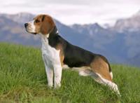 兔子杀手比格犬，以狗狗为原型的卡通人物，你没听过但肯定见过