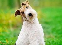 盘点动漫中的那些可爱的狗狗们！