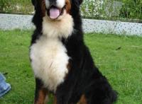 盘点动漫中的那些可爱的狗狗们！