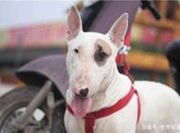 肉球必杀！盘点动漫中那些最萌的萌犬！