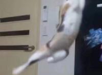 第五人格x万代推出“圆蛋”周边，阴阳师小纸人盒蛋不可错过！