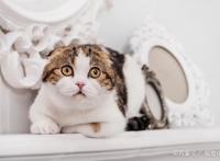 萌萌的折耳猫，扮演复仇者联盟里的超级英雄，手动抱走美国队长