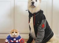 萌萌的折耳猫，扮演复仇者联盟里的超级英雄，手动抱走美国队长