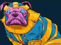 狗狗cosplay钢铁侠，cosplay雷神，狗狗版《复仇者联盟》