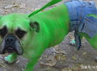 狗狗cosplay钢铁侠，cosplay雷神，狗狗版《复仇者联盟》