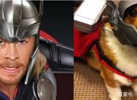 狗狗cosplay钢铁侠，cosplay雷神，狗狗版《复仇者联盟》