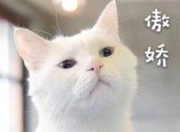 动画版《楚门的世界》？它所讲的还远不止这些