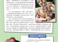 《神奇乐园历险记》之动物也爱玩乐