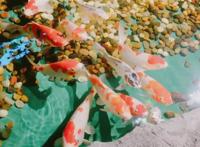 杭州萧山首家室内沉浸式萌宠互动乐园开园！近千只网红萌宠等你来撸