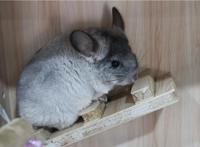 无锡动物园双“猩”萌宝等你来取名