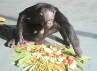 无锡动物园双“猩”萌宝等你来取名