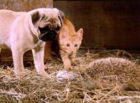 喵咪集结令盘点电影、动画片里治愈系超萌喵星人