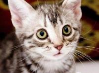 喵咪集结令盘点电影、动画片里治愈系超萌喵星人