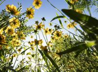 十二星座在动漫里分别是哪位少女？处女座看到自己都快哭了