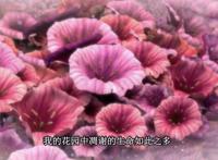 叶罗丽：灵公主的这一句话，暴露了仙境和人类世界的关系