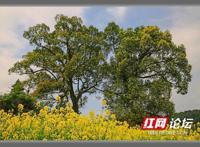 美极了！一片花海簇拥着大树，让我秒入宫崎骏的动漫世界