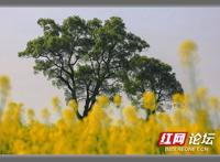 美极了！一片花海簇拥着大树，让我秒入宫崎骏的动漫世界