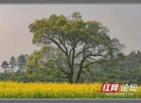 美极了！一片花海簇拥着大树，让我秒入宫崎骏的动漫世界