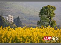 美极了！一片花海簇拥着大树，让我秒入宫崎骏的动漫世界