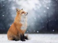 动漫中的狐狸精，有没有你相中的一只！