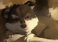 小说改编的动漫《白牙》，人类与狗的故事，你被感动到了吗？