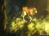 小说改编的动漫《白牙》，人类与狗的故事，你被感动到了吗？