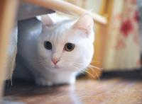 40部猫狗题材的电影、动漫、纪录片等，不信你看过的有10个以上