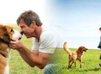 40部猫狗题材的电影、动漫、纪录片等，不信你看过的有10个以上