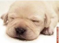 40部猫狗题材的电影、动漫、纪录片等，不信你看过的有10个以上