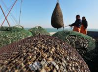 实拍！红岛渔港蛤蜊海螺毛蚶大量上市肉肥味美