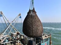 实拍！红岛渔港蛤蜊海螺毛蚶大量上市肉肥味美