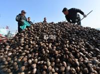 实拍！红岛渔港蛤蜊海螺毛蚶大量上市肉肥味美