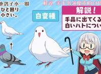 七月新番《魔术学姐》女主角很可爱，男主角活得不如一只鸽子