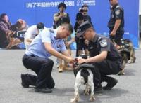 头一回！警犬退役全网直播，网友纷纷刷屏：警汪，退休愉快
