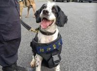 头一回！警犬退役全网直播，网友纷纷刷屏：警汪，退休愉快