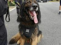 头一回！警犬退役全网直播，网友纷纷刷屏：警汪，退休愉快