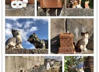 我在日本买口罩，亲历从有到无的关键两周