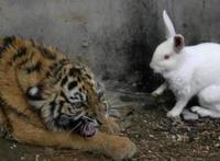 老虎和兔子关在一起会发生什么，你绝对想不到！画面让人没眼看