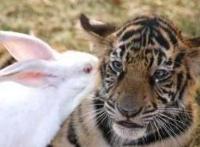 老虎和兔子关在一起会发生什么，你绝对想不到！画面让人没眼看