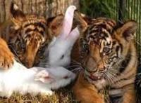 老虎和兔子关在一起会发生什么，你绝对想不到！画面让人没眼看