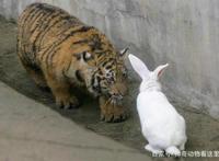 男子把兔子和老虎养在一起，结果局面出乎意料！